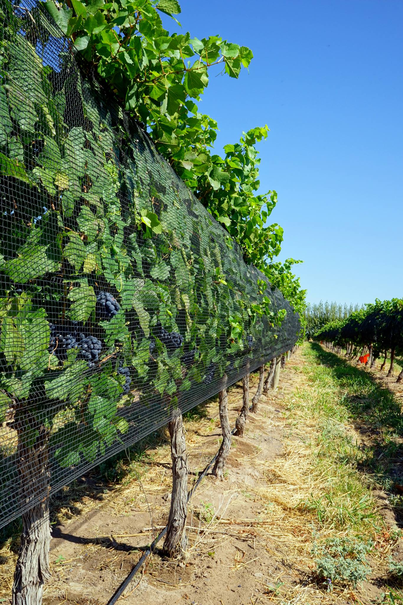 Extra Special Pinot Noir Vineyards at Del Fin del Mundo