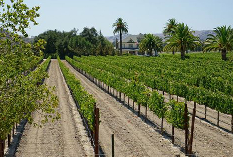 Santa Barbara Wine Region of Santa Ynez