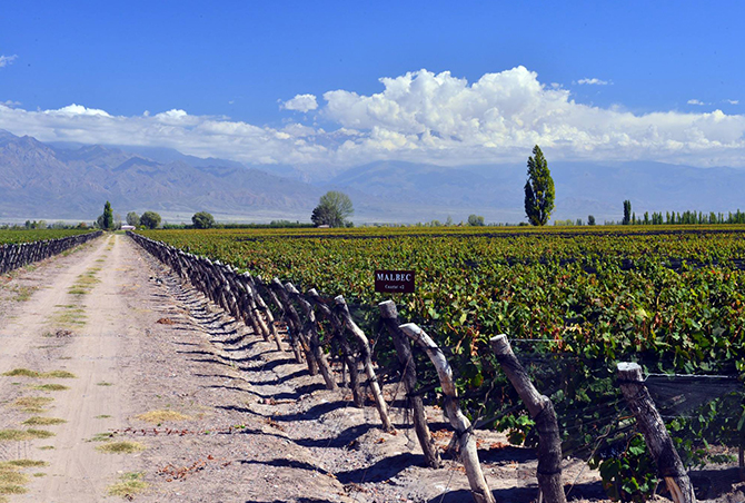 Argentina, The Terroir for Malbec