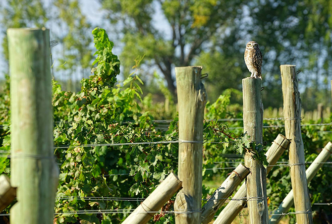 The Carnivore Guardians of Patagonia Wines