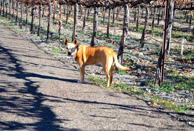 Dogs are welcome at these california wineries