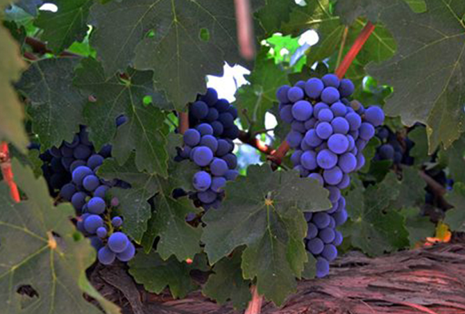 Gorgeous Kobe Grapes