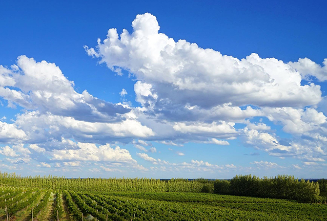 Winemakers of the Wind