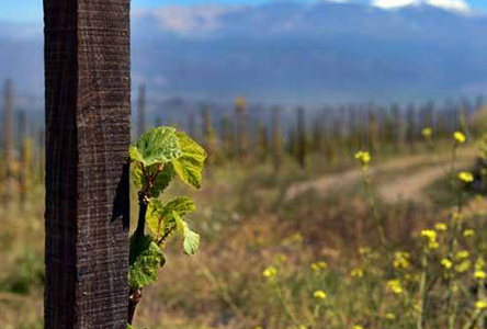 exploring-cafayate003