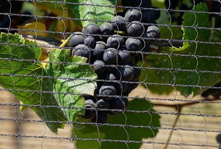 Pinot Noir Grapes in Sta. Rita Hills AVA