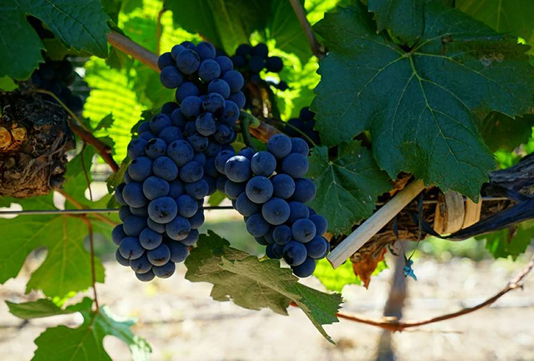 2010 Fin Del Mundo, Single Vineyard, Pinot Noir