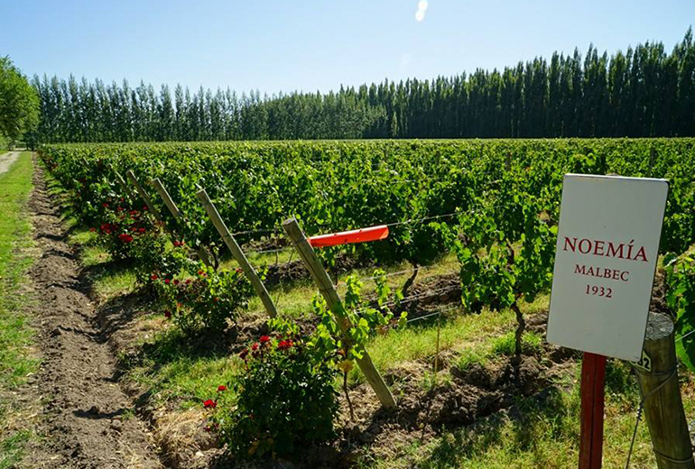 1932 Noemia Vineyards of Malbec