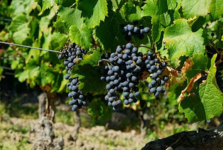 vineyards-of-malbec-2