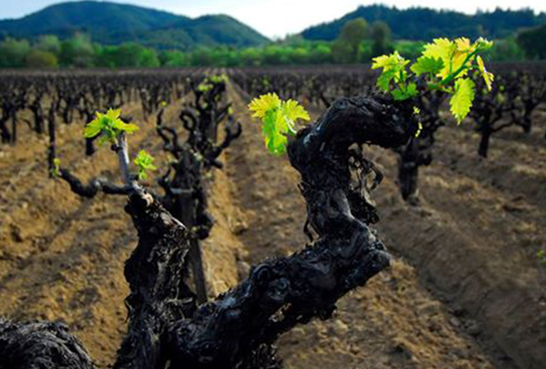 Bud Break on Old Zinfandel Vines