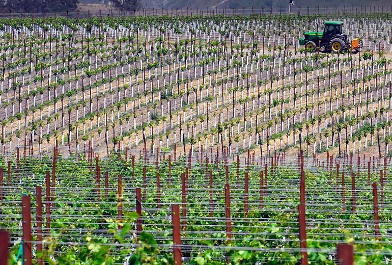 Planting Pinot Noir Vineyards