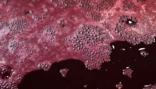 Watch Wine Fermenting