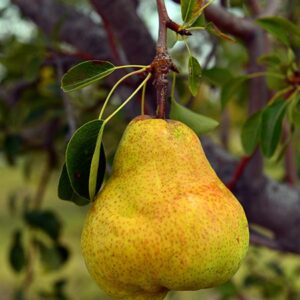 Hanging Pear