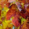 Grape Leaves of Autumn