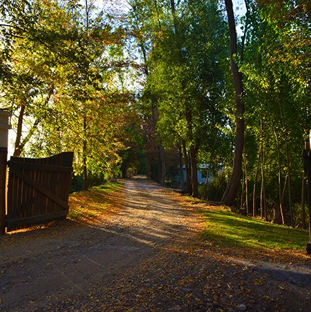 Tranquil Driveway