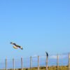 Chimango Falcon In Flight