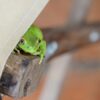 Cute Frog Hiding