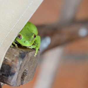 Cute Frog Hiding
