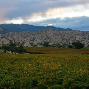 Vineyards On Mars