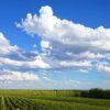 Vineyard Under The Sky