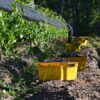 Pinot Noir Harvest