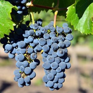 Pinot Noir Grapes