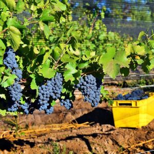 Picking Pinot Noir