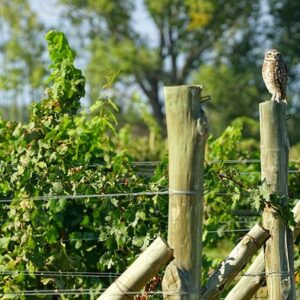 Owl Vineyard Guard