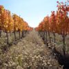 Natural Vineyard Farming