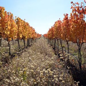 Natural Vineyard Farming