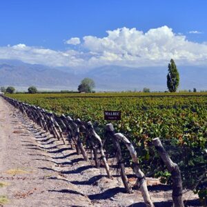 Malbec Vineyards