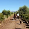 Horseback Riding With Dog