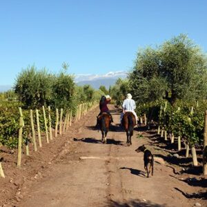 Horseback Riding With Dog