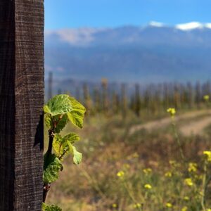 Highest Grape Vine In The World