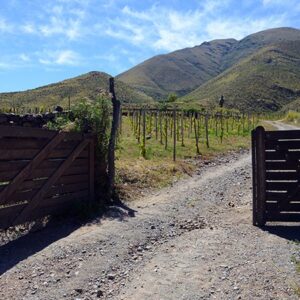 Gate ToHighest Vineyard In The World