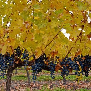 Fall Vineyards