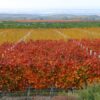 Fall Grape Vineyards