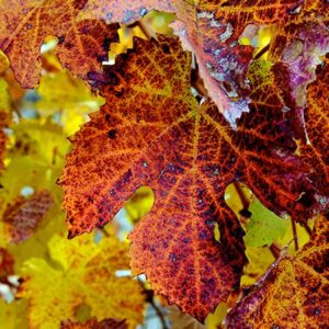 Fall Grape Leaves