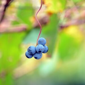 Baby Grapes