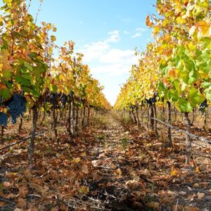Autumn Vineyard Ripening