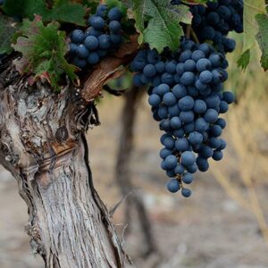 Ancient Malbec Vine