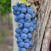 150 Years Old Malbec Grapes