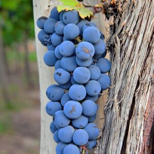 150 Years Old Malbec Grapes