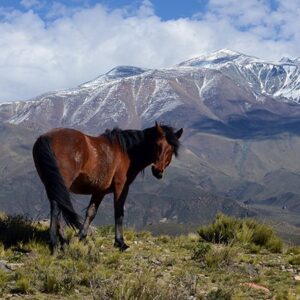 Wandering At The Andes