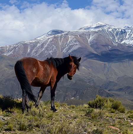 Wandering At The Andes