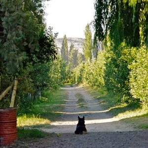 Waiting For The Owner