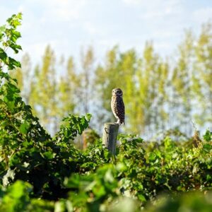 Vineyard Protector