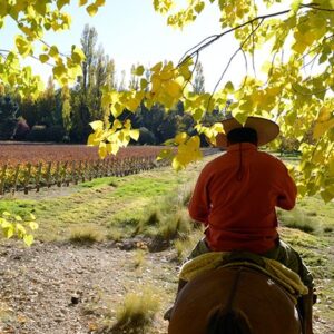 Riding Through The Alamos Trees-6