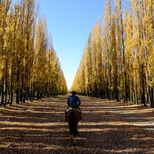 Riding Through The Alamos Trees-5