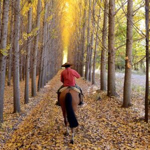 Riding Through The Alamos Trees-3