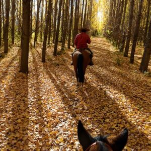 Riding Through The Alamos Trees-2